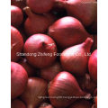 Fresh Red Onion with Good Quality